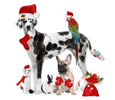 Christmas Pets Christmas Pets