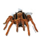 Spider Burster Spider Burster