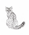 Is it Just a Spotted Cat? Is it Just a Spotted Cat?