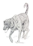 Dog Best Friend Dog Best Friend