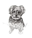 Yorkshire Terrier Dog Yorkshire Terrier Dog