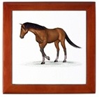 Horses Horses