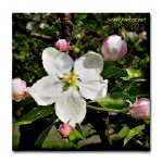Floral Gift Items Floral Gift Items