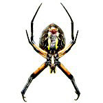 Spider Spider