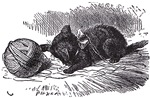 Black Kitten Black Kitten
