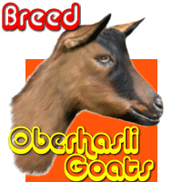 Oberhasli Goat Oberhasli Goat