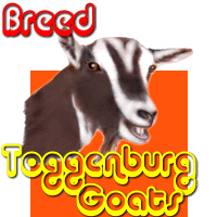 Toggenburg Goat Toggenburg Goat