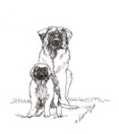 Leonberger Dog Family Leonberger Dog Family