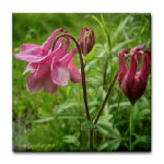 Wild Columbine Wild Columbine