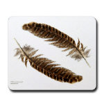 Pheasant Feathers - Housewares and Miscellany Pheasant Feathers - Housewares and Miscellany