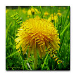 Dandelion Wine Gifts Dandelion Wine Gifts