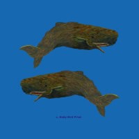 WHALE T-SHIRTS & GIFTS WHALE T-SHIRTS & GIFTS