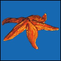 STARFISH T-SHIRTS & GIFTS STARFISH T-SHIRTS & GIFTS