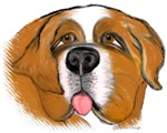 Lovable Saint Bernard
