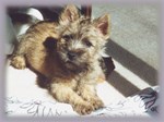 Cairn Terrier Puppy Prone