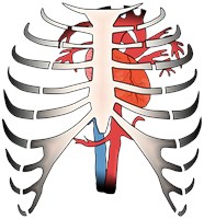Rib Cage Heart Rib Cage Heart