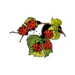 Ladybugs Ladybugs