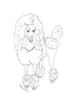 Rock Star Poodle dog Rock Star Poodle dog