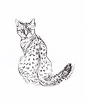 Is it Just a Spotted Cat? Is it Just a Spotted Cat?