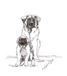 Leonberger Dog Family Leonberger Dog Family