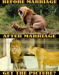 Marriage Lions Marriage Lions