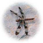 Dragonfly Dragonfly