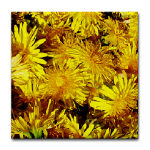 Dandelion Gifts Dandelion Gifts
