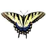 Butterfly 2 Butterfly 2