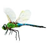 Dragonfly 3 Dragonfly 3