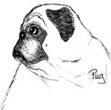 The Pug