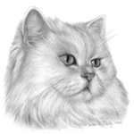 Cat Breeds Cat Breeds