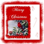 Merry Christmas Cardinal Merry Christmas Cardinal