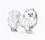 Pomeranian Dog Pomeranian Dog