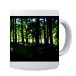 Forest Scenes Forest Scenes