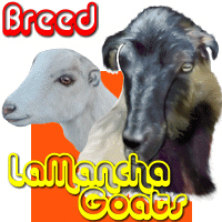 La Mancha Goats La Mancha Goats