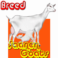 Saanen Goat Saanen Goat