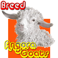 Angora Goats Angora Goats