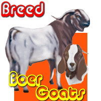 Boer Goats Boer Goats