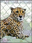 C is for Cheetahs Cheaters C is for Cheetahs Cheaters