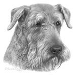 Terriers Terriers