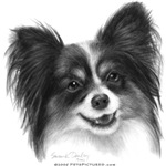 Toy Dog Breeds Toy Dog Breeds