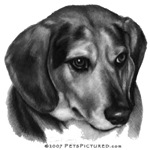 Gerry, Beagle Mix Gerry, Beagle Mix