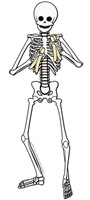 Skeleton (Rhythm) Bone player Skeleton (Rhythm) Bone player