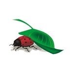 Ladybug Ladybug
