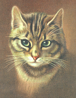 Gorgeous brown tabby cat from Full Moon Emporium at CafePress.