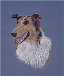 Collie Dog Collie Dog