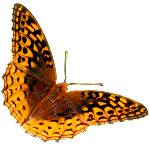 Butterfly Butterfly
