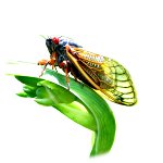 Brood X Cicada Brood X Cicada