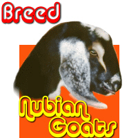 Nubian Goats Nubian Goats