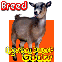 Nigerian Dwarf Goat Nigerian Dwarf Goat